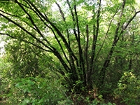 Parco Cosentini